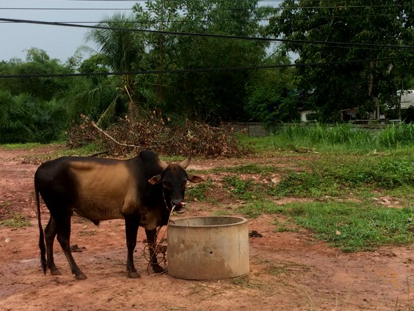 Meet the roadside cow. Say moo!