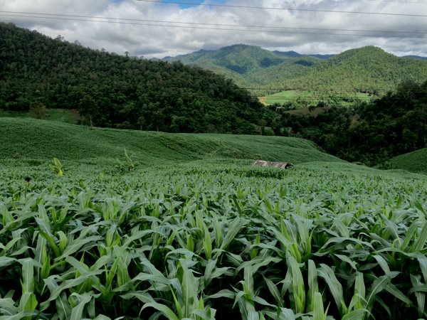 Some amazing views on the way to Doi Mot Village. I spotted a girl's head popping out of the crowded field of crop and took this pic. Can you spot her here?